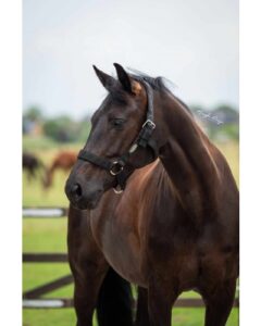 HB Showtime Stal Halster Strong Full - Zwart